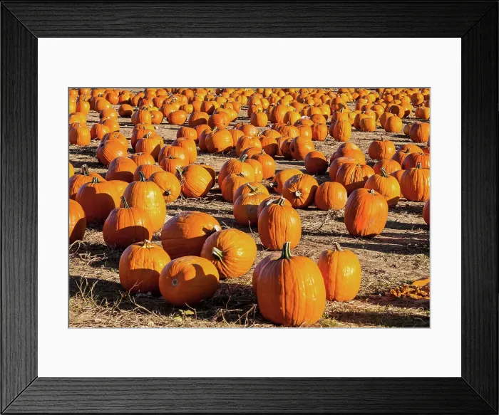 Framed Print : New York State, pumpkin patch, Barton Orchards in Beekman Framed Print : New York State, pumpkin patch, Barton Orchards in Beekman