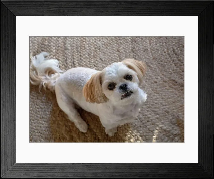Framed Print : Shih Tzu dog looking up adoringly Framed Print : Shih Tzu dog looking up adoringly