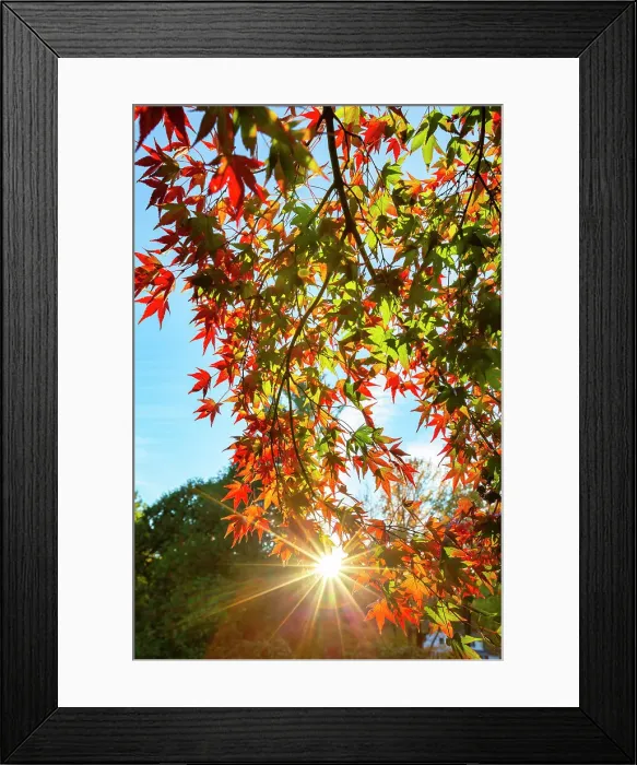 Framed Print : New York, Sunlight through trees at Autumn Framed Print : New York, Sunlight through trees at Autumn