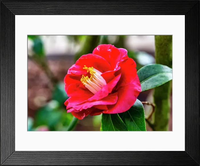 Framed Print : Flowering red peony Framed Print : Flowering red peony