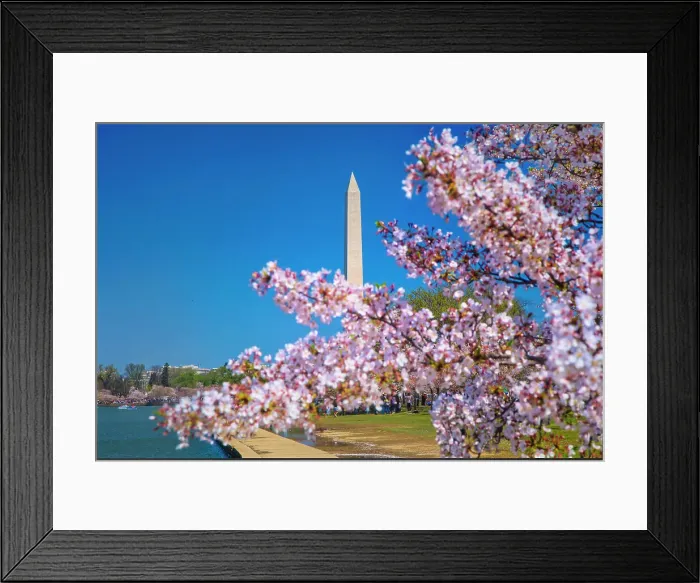 Framed Print : Washington, D.C. Washington Monument During Springtime
