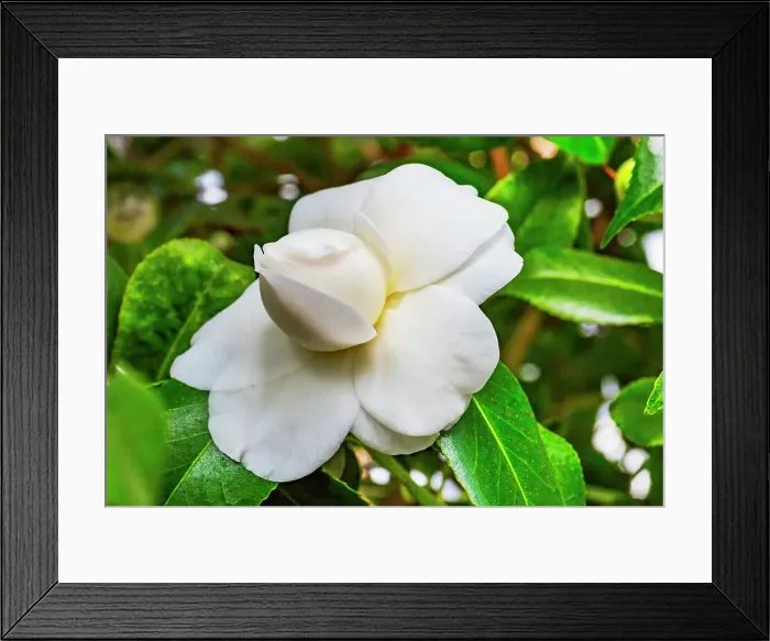 Framed Print : White flowering camellia Framed Print : White flowering camellia