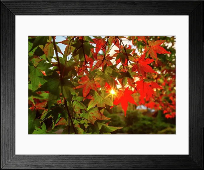 Framed Print : New York, Colorful Autumn leaves Framed Print : New York, Colorful Autumn leaves