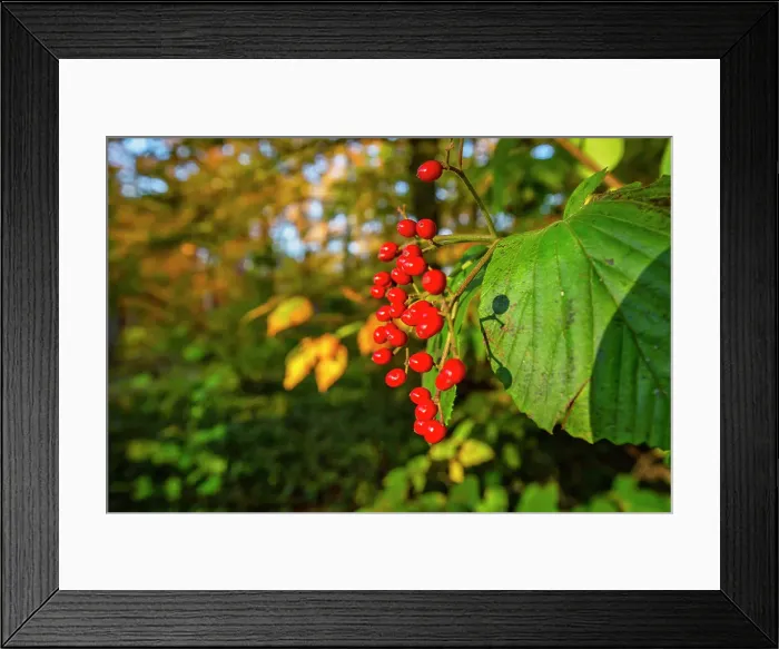 Framed Print : New York, Autumn Scene with Red Wild Hawthorn Berries Framed Print : New York, Autumn Scene with Red Wild Hawthorn Berries