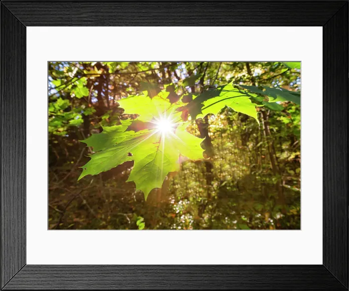 Framed Print : New York, Sunlight through leaf Framed Print : New York, Sunlight through leaf