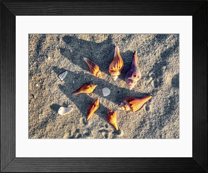Framed Print : Display of Seashells