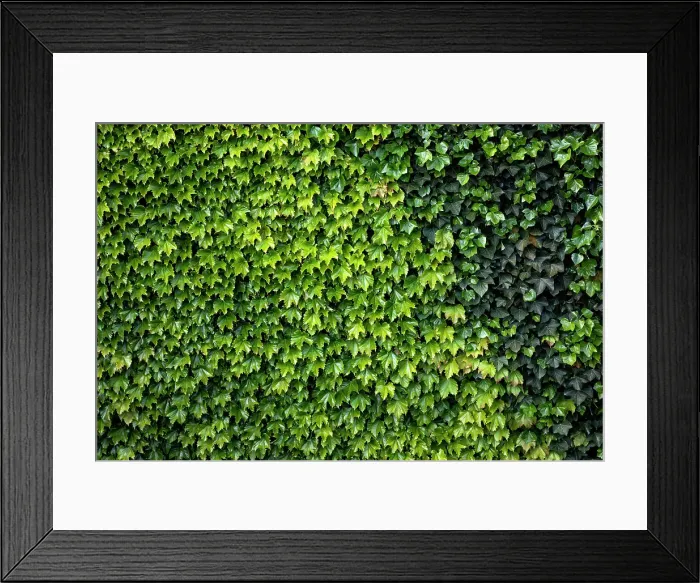 Framed Print : Close up of ivy on building Framed Print : Close up of ivy on building