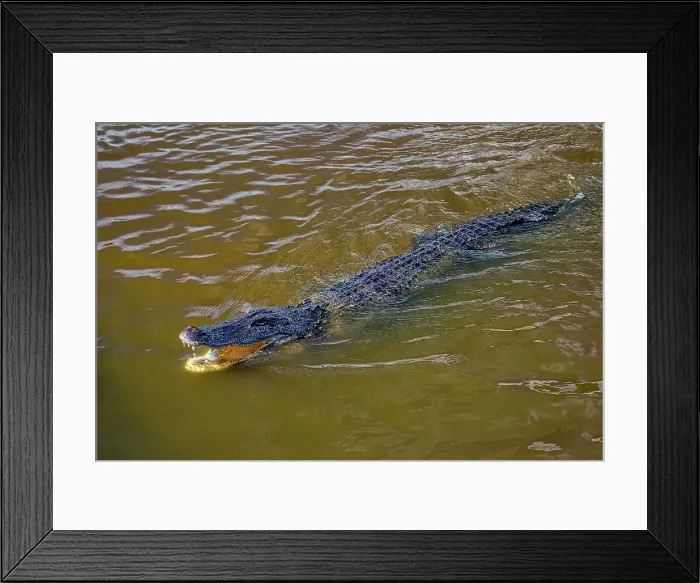 Framed Print : Louisiana, Louisiana's Swamp, Alligator Framed Print : Louisiana, Louisiana's Swamp, Alligator