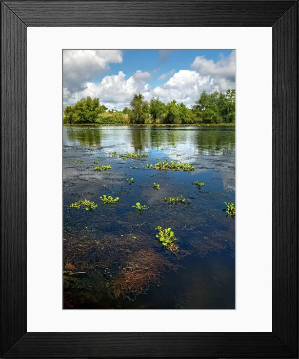 Framed Print : Louisiana, Louisiana's Swamp, wetland fields Framed Print : Louisiana, Louisiana's Swamp, wetland fields