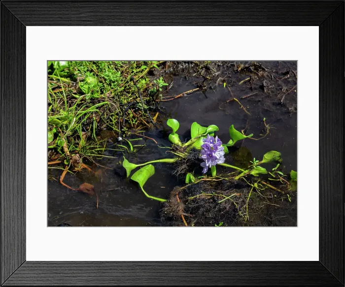 Framed Print : Louisiana, Louisiana's Swamp, Water Hyacinth Framed Print : Louisiana, Louisiana's Swamp, Water Hyacinth