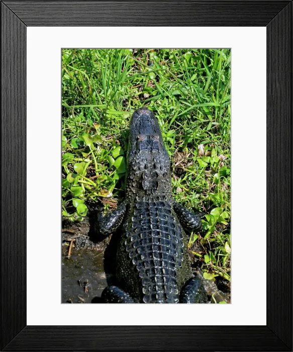 Framed Print : Louisiana, Cajun Swamp Experience, Alligator Framed Print : Louisiana, Cajun Swamp Experience, Alligator
