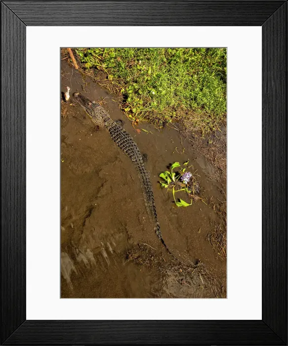 Framed Print : Louisiana, Cajun Swamp Experience, Alligator Framed Print : Louisiana, Cajun Swamp Experience, Alligator