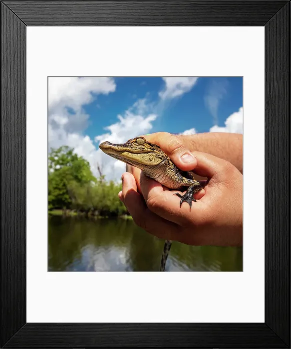 Framed Print : Louisiana, Cajun Swamp Experience, close-up of Baby Alligator Framed Print : Louisiana, Cajun Swamp Experience, close-up of Baby Alligator