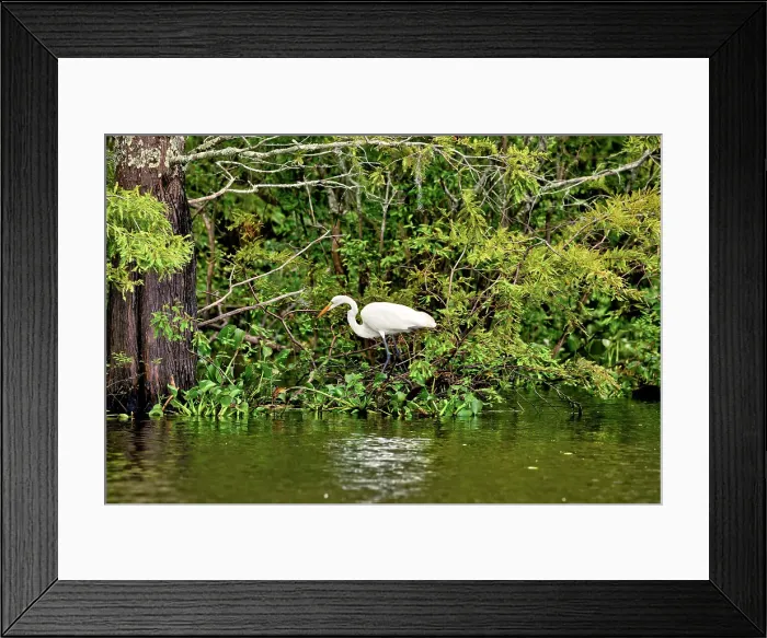 Framed Print : Louisiana, The Atchafalaya Basin, Great White Egret Framed Print : Louisiana, The Atchafalaya Basin, Great White Egret