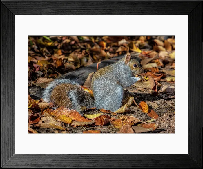 Framed Print : New York City, Central Park, Squirrel Framed Print : New York City, Central Park, Squirrel