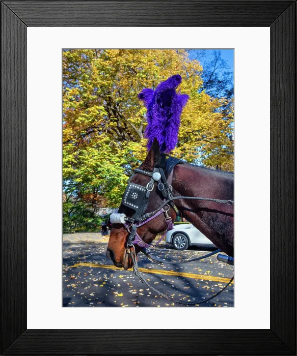 Framed Print : New York City, Central Park Horse drawn carriage, close up of horse Framed Print : New York City, Central Park Horse drawn carriage, close up of horse