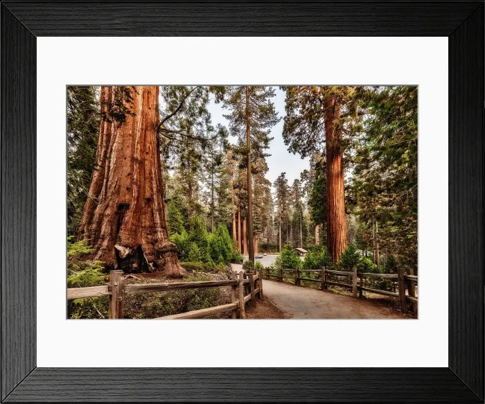Framed Print : California, Sequoia National Park, Sequoia trees Framed Print : California, Sequoia National Park, Sequoia trees