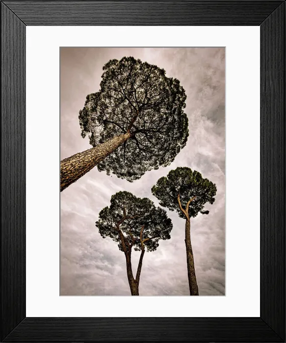 Framed Print : Stone pines of Rome, Pinus Pinea Framed Print : Stone pines of Rome, Pinus Pinea