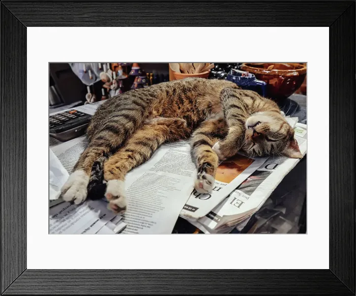 Framed Print : Cat sleeping on newspapers Framed Print : Cat sleeping on newspapers