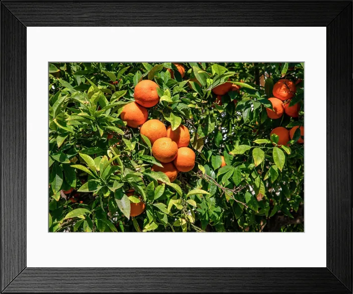 Framed Print : Orange tree Framed Print : Orange tree