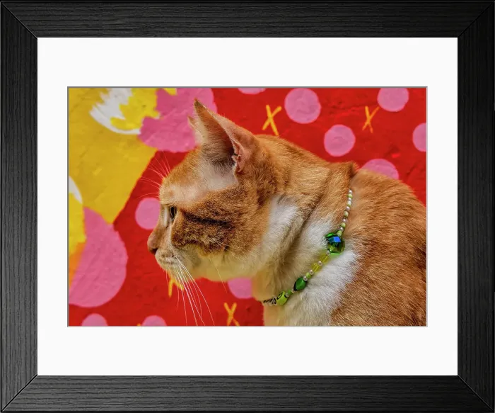 Framed Print : Cat wearing Jewelry Framed Print : Cat wearing Jewelry