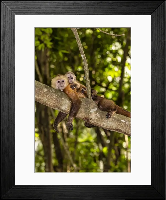 Framed Print : Colombia, Magdalena, Fauna in Tayrona National Park