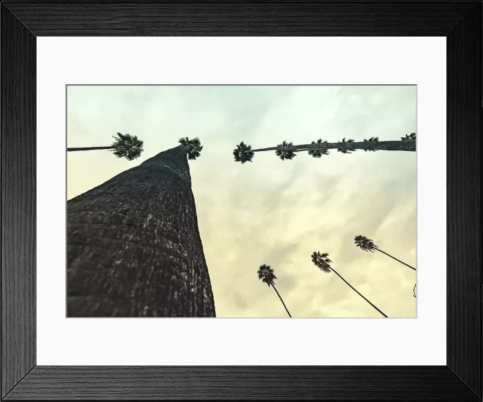 Framed Print : California, West Hollywood, Row of Palm Trees along Sunset Blvd Framed Print : California, West Hollywood, Row of Palm Trees along Sunset Blvd