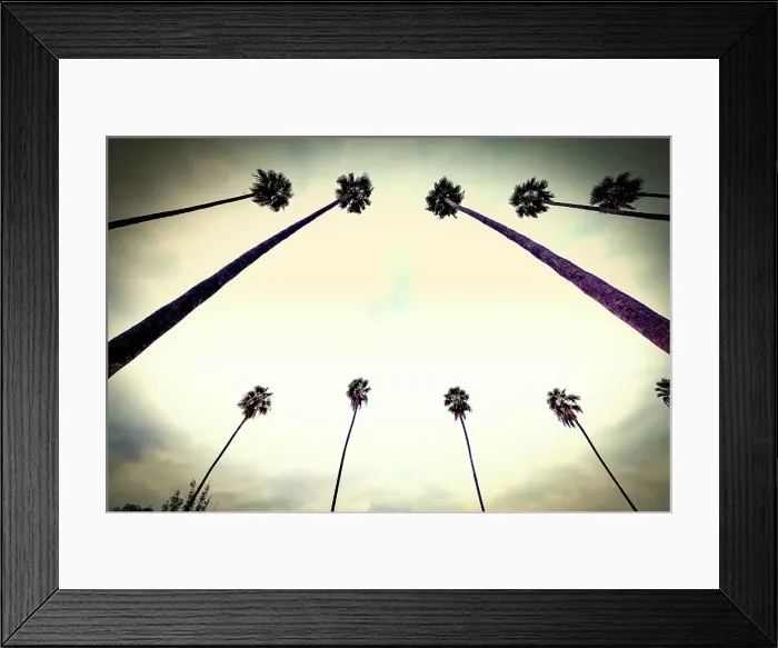 Framed Print : California, West Hollywood, Row of Palm Trees along Sunset Blvd Framed Print : California, West Hollywood, Row of Palm Trees along Sunset Blvd