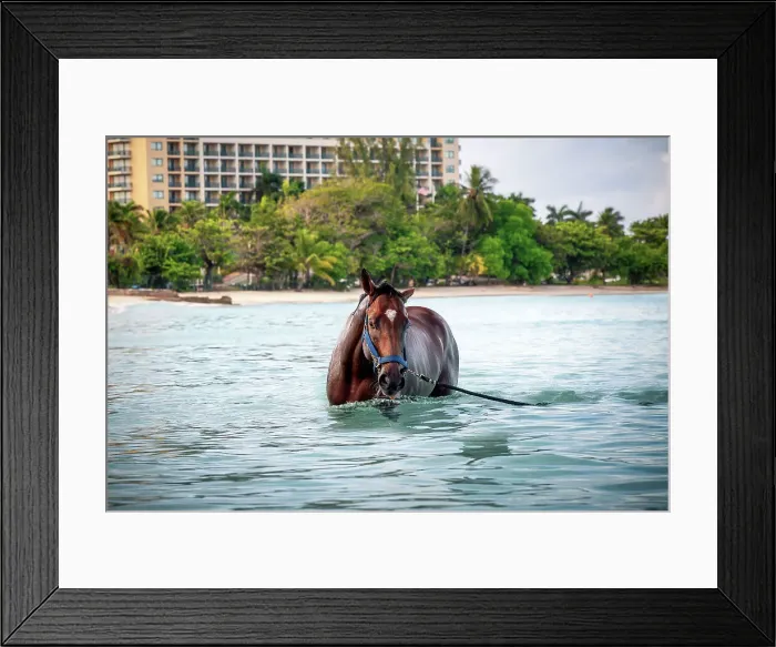 Framed Print : Barbados, Pebbles Beach, wild horse in water Framed Print : Barbados, Pebbles Beach, wild horse in water