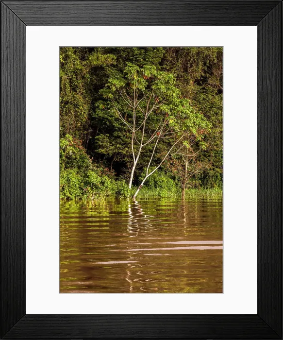 Framed Print : Brazil, Amazon river scene