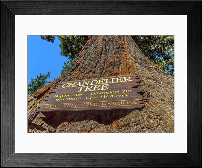 Framed Print : California, Leggett, Drive-Thru Tree Park, The Chandelier Tree Framed Print : California, Leggett, Drive-Thru Tree Park, The Chandelier Tree