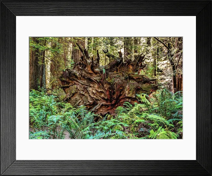 Framed Print : California, Humboldt Redwoods State Park, uprooted Giant Redwood Framed Print : California, Humboldt Redwoods State Park, uprooted Giant Redwood