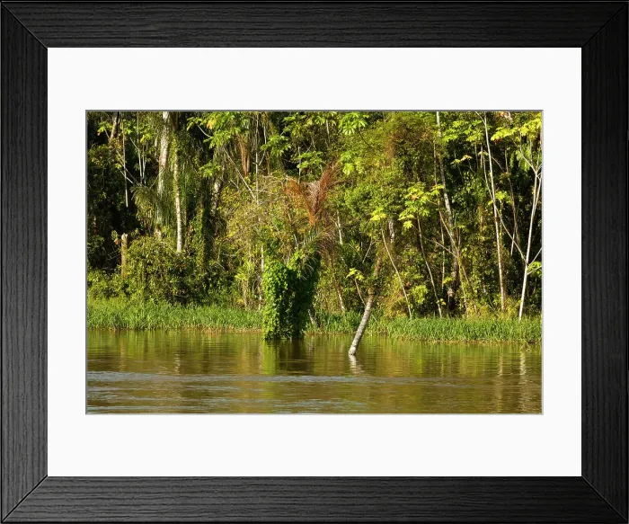 Framed Print : Brazil, Amazon river scene Framed Print : Brazil, Amazon river scene