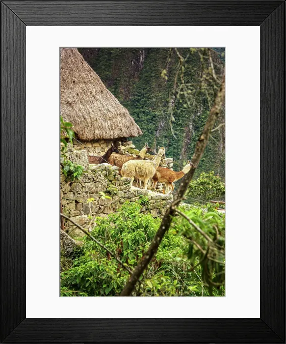 Framed Print : Peru, Machu Picchu ruins, detail of reconstructed hut and alpacas Framed Print : Peru, Machu Picchu ruins, detail of reconstructed hut and alpacas
