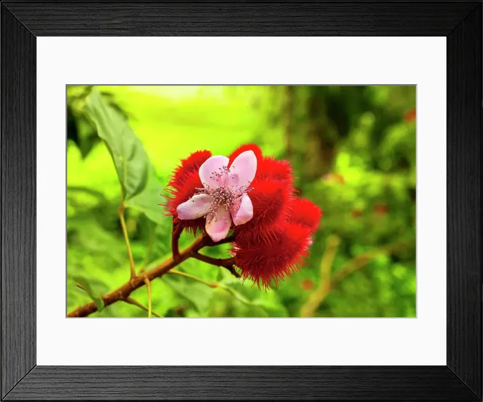 Framed Print : Achiote flower and fruit Framed Print : Achiote flower and fruit