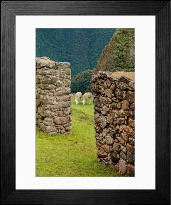 Framed Print : Peru, Machu Picchu ruins alpacas seen through ruins Framed Print : Peru, Machu Picchu ruins alpacas seen through ruins