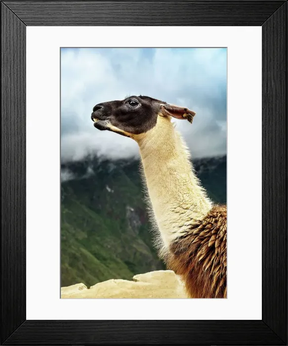Framed Print : Peru, Alpaca Framed Print : Peru, Alpaca