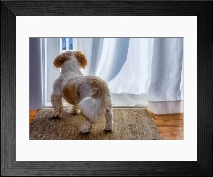 Framed Print : Shih Tzu looking out through curtain