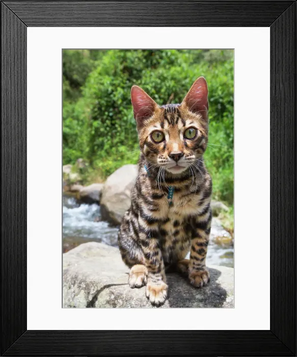 Framed Print : Portrait of Bengal Cat Framed Print : Portrait of Bengal Cat
