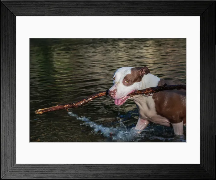 Framed Print : Pit-bull Dog Playing with stick