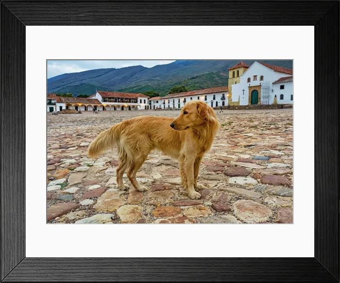 Framed Print : Colombia, Boyaca, Dog Standing in the Middle of Villa de Leyva Square Framed Print : Colombia, Boyaca, Dog Standing in the Middle of Villa de Leyva Square