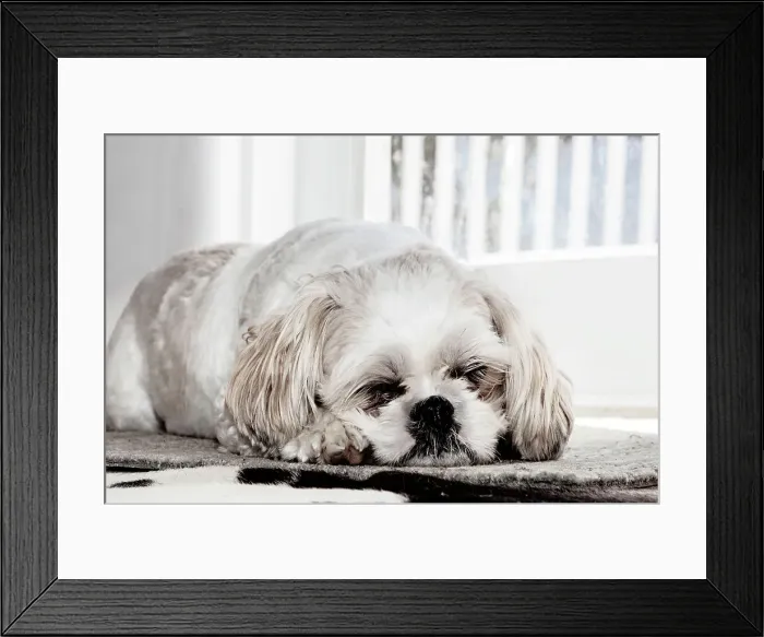 Framed Print : Shih Tzu sleeping Framed Print : Shih Tzu sleeping
