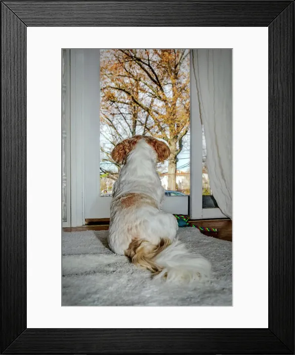 Framed Print : Shih Tzu looking out the window Framed Print : Shih Tzu looking out the window