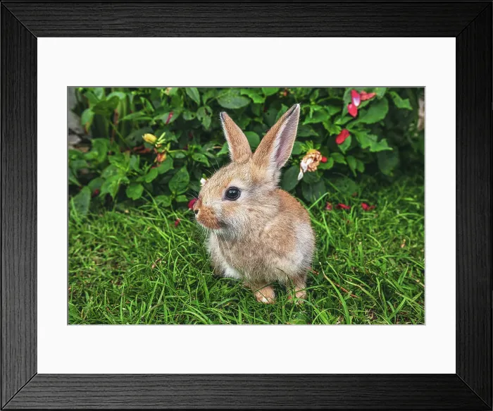 Framed Print : Cute bunny Framed Print : Cute bunny