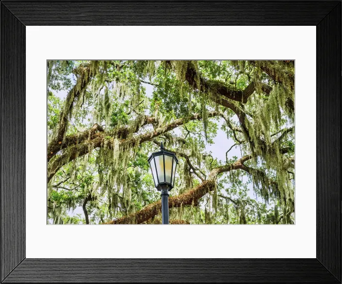 Framed Print : Georgia, Savannah, Forsyth Park Framed Print : Georgia, Savannah, Forsyth Park