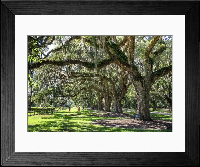 Framed Print : South Carolina, Charleston, Boone Hall Plantation, countryside Framed Print : South Carolina, Charleston, Boone Hall Plantation, countryside