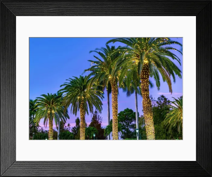 Framed Print : Palm trees decorated with lights at night Framed Print : Palm trees decorated with lights at night