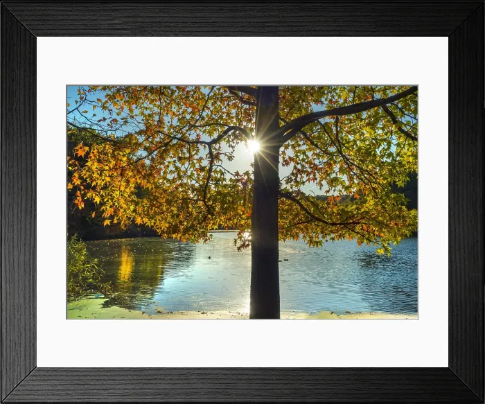 Framed Print : Nature view of beautiful lake and autumn tree Framed Print : Nature view of beautiful lake and autumn tree