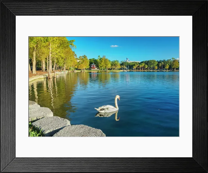 Framed Print : Florida, Orlando, Lake Eola, Chinese Ting Pavilion, swan Framed Print : Florida, Orlando, Lake Eola, Chinese Ting Pavilion, swan