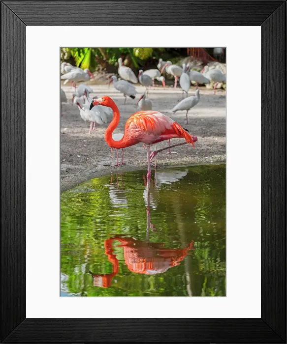 Framed Print : Florida, Davie, Flamingo Gardens (west of Fort Lauderdale) Framed Print : Florida, Davie, Flamingo Gardens (west of Fort Lauderdale)